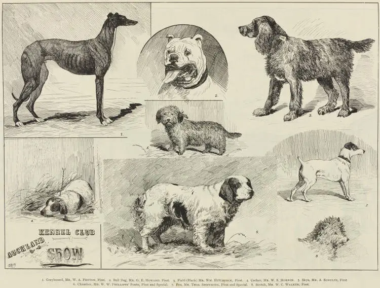 Auckland Kennel Club Show