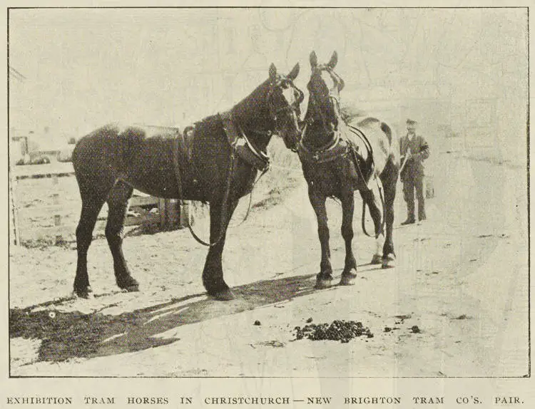 Exhibition tram horses in Christchurch - New Brighton Tram Co.'s pair
