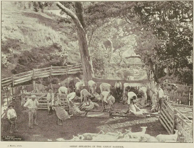 Sheep shearing in the Great Barrier
