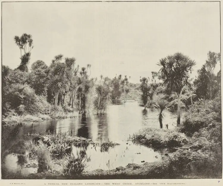 A typical New Zealand landscape - The Whau Creek, Auckland