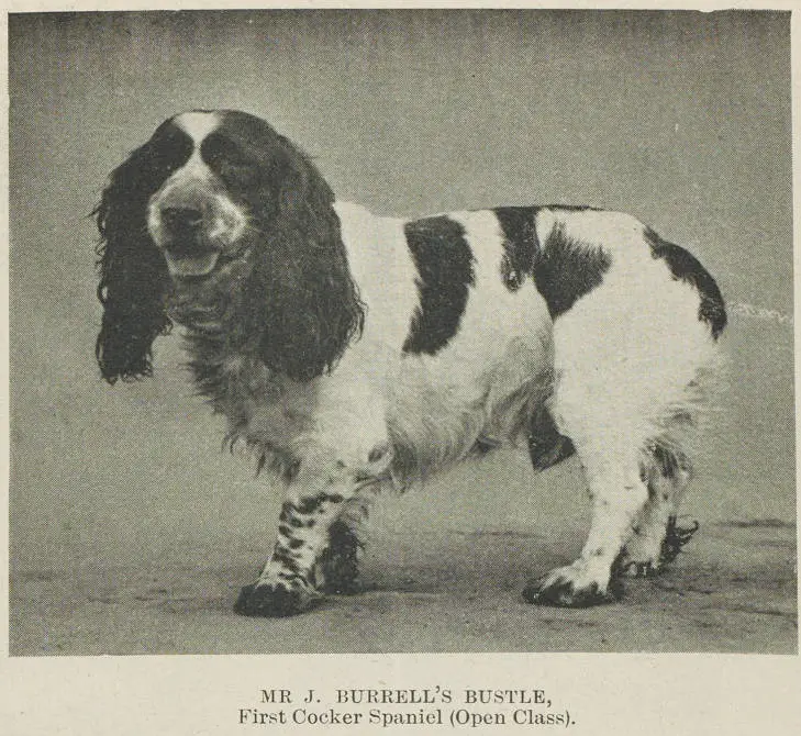 Mr J. Burrell's Bustle, first cocker spaniel (Open Class)