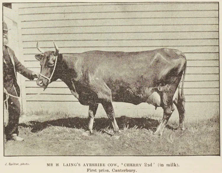 Mr H Laing's Ayrshire Cow, Cherry 2nd (in milk) - First Prize, Canterbury