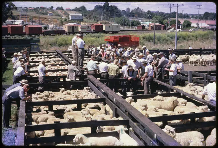 Saleyard, Pukekohe, 1960