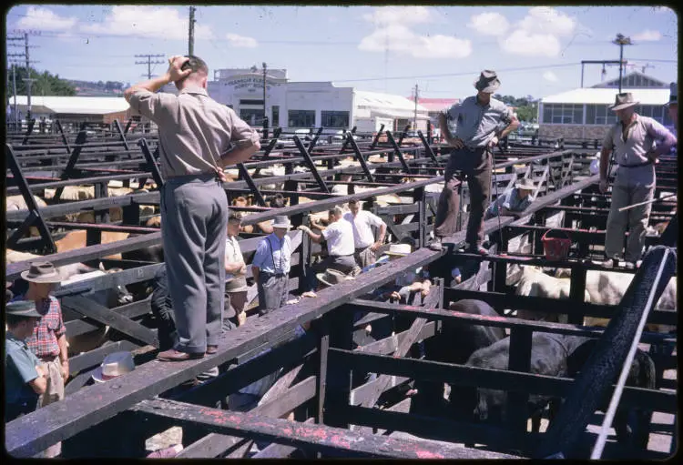Saleyard, Pukekohe, 1960