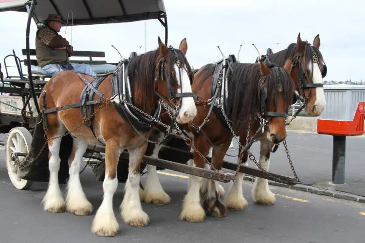 Horse-drawn carriage, Marine Square, Devonport, 2011