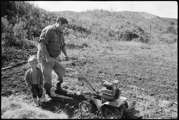 Preparing experimental pineapple beds, Te Hāpua, 1979