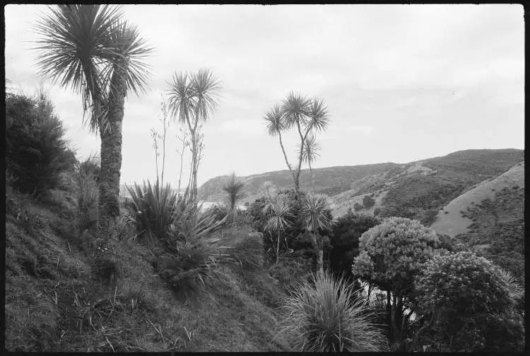 Tom Bowling Bay, Northland, 1986