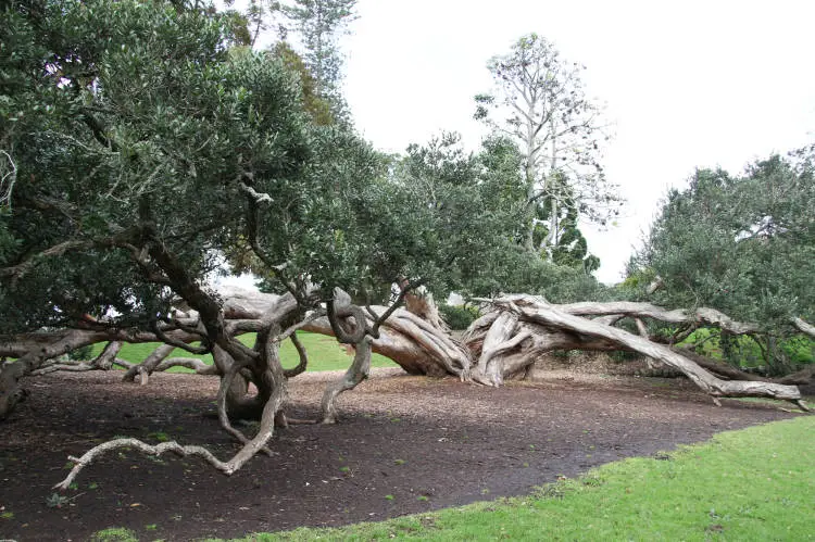 Pohutukawa tree at the Auckland Domain, 2011
