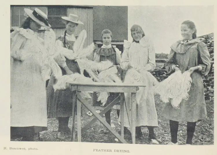 Ostrich farming in Auckland