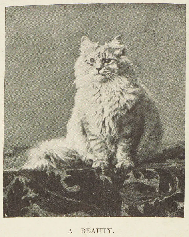 A beauty cat