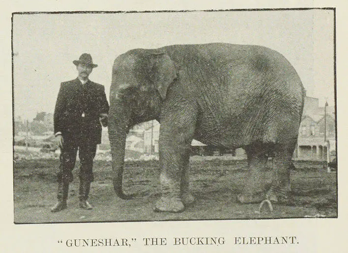 Guneshar, the bucking elephant