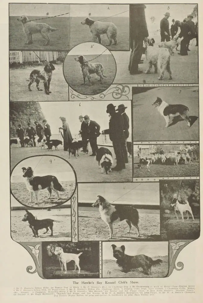 The Hawke's Bay Kennel Club's Show