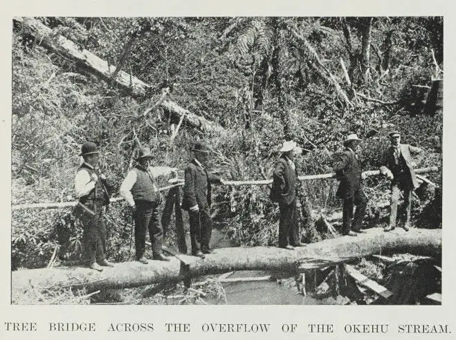 Tree bridge across the overflow of the Okehu stream