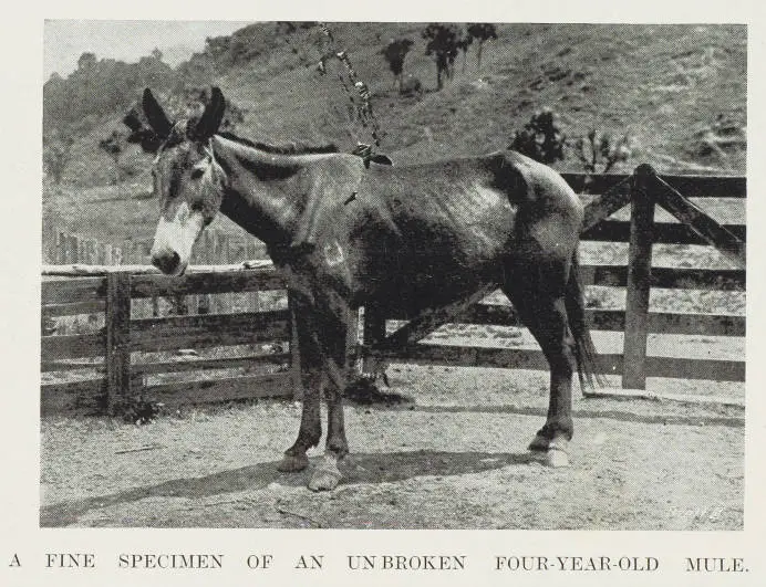 A fine specimen of an unbroken four year old mule in a corral