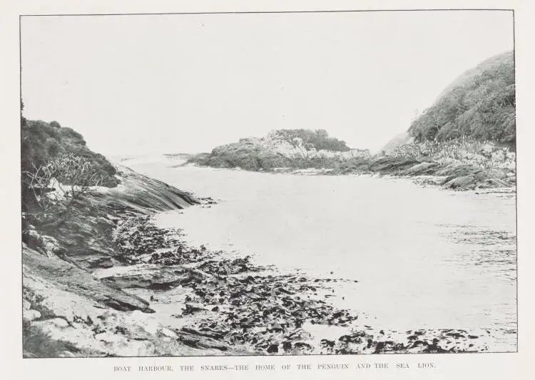 Boat harbour, the Snares - the home of the penguin and the sea lion