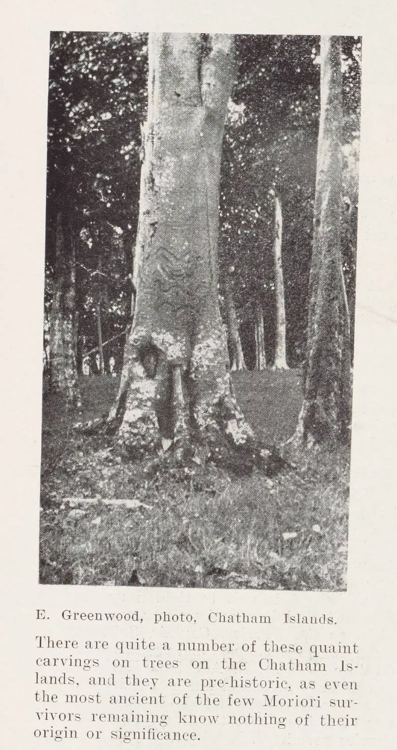 Curiosities at the Chatham Islands: carving on a tree
