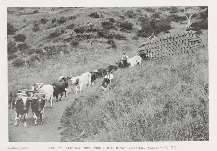 Sledging cocksfoot seed, Pigeon Bay, Banks Peninsula, Canterbury, N.Z.