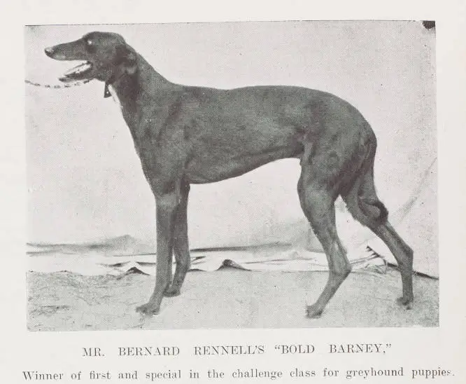 Mr. Bernard Rennell's 'Bold Barney,' winner of first and special in the challenge class for greyhound puppies