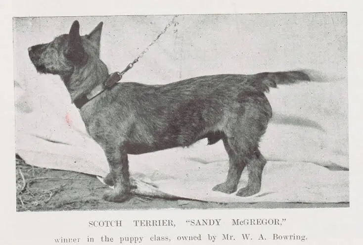Scotch terrier, 'Sandy McGregor,' winner in the puppy class, owned by Mr. W.A. Bowring