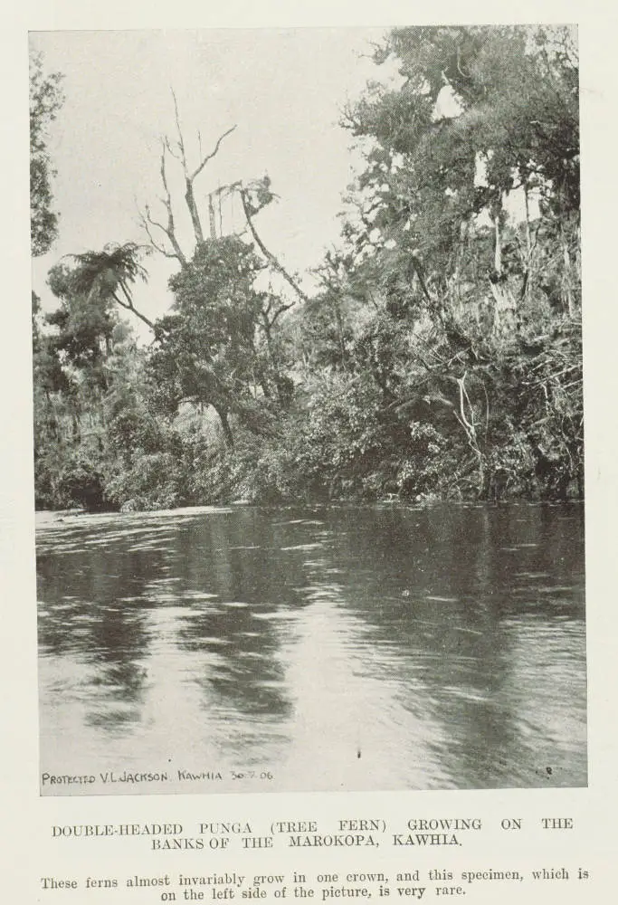 Double-headed punga (tree fern) growing on the banks of the Marokopa, Kawhia