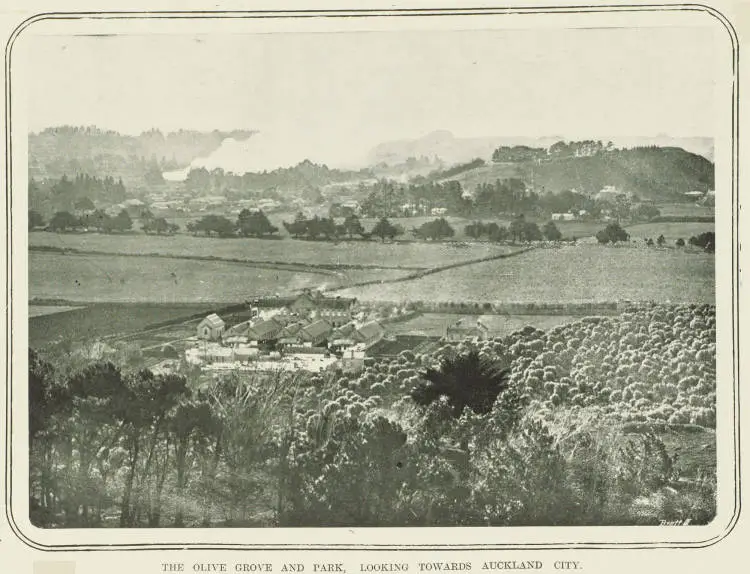 The olive grove and park, looking towards Auckland City