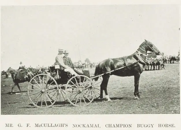 Mr G. F. McCullagh's Nockamai, champion buggy horse