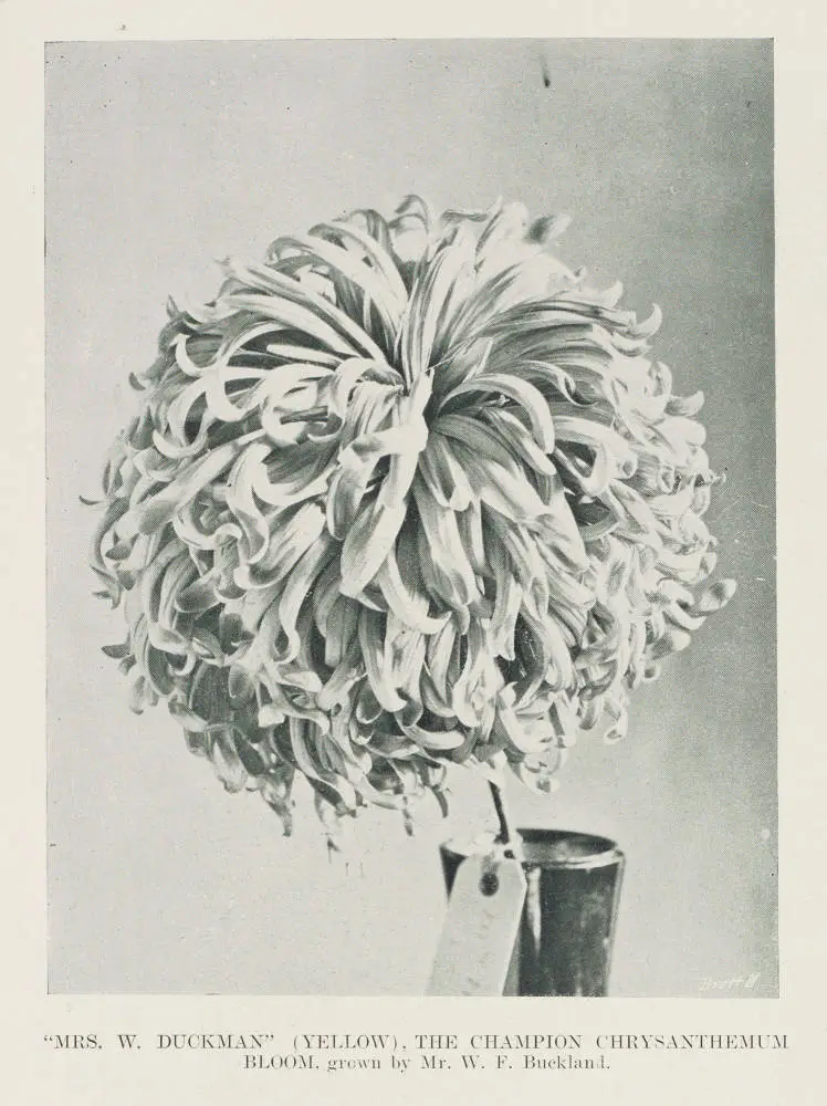'Mrs W Duckman' (yellow), the champion chrysanthemum bloom, grown by Mr W F Buckland