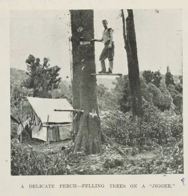 A delicate perch - felling trees on a 'jigger'