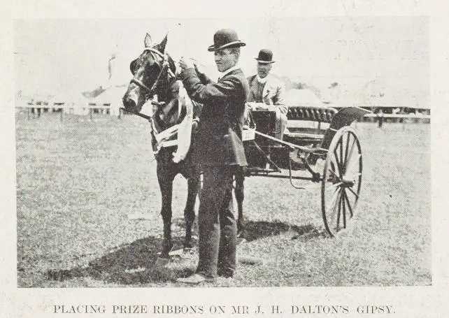 Placing prize ribbons on Mr J. H. Dalton's Gipsy