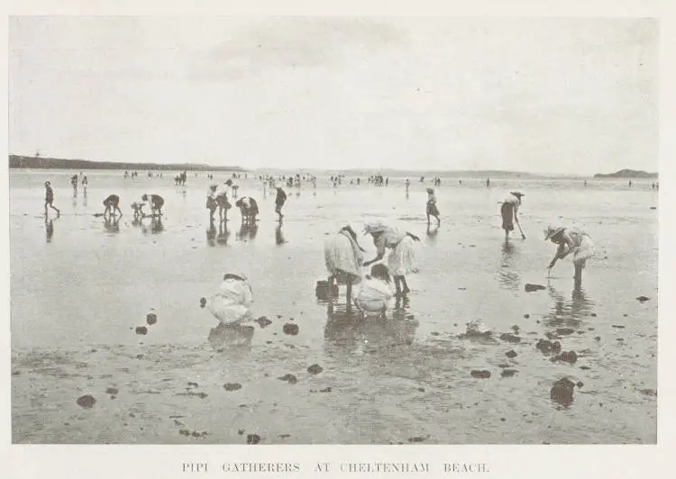 Pipi gatherers at Cheltenham Beach