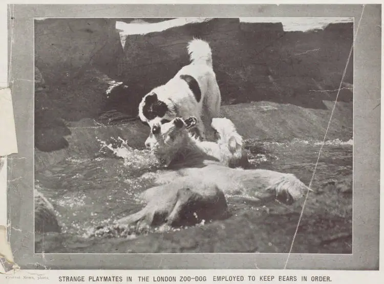 Strange playmates in the London zoo - dog employed to keep bears in order