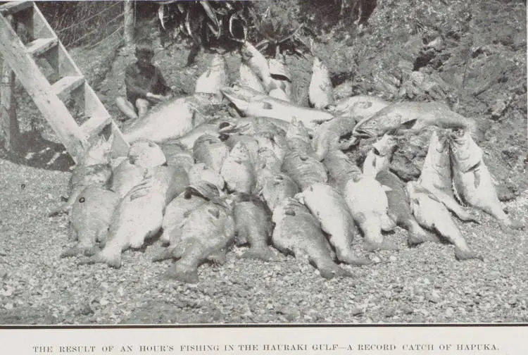 The result of an hour's fishing in the Hauraki Gulf - a record catch of Hapuka