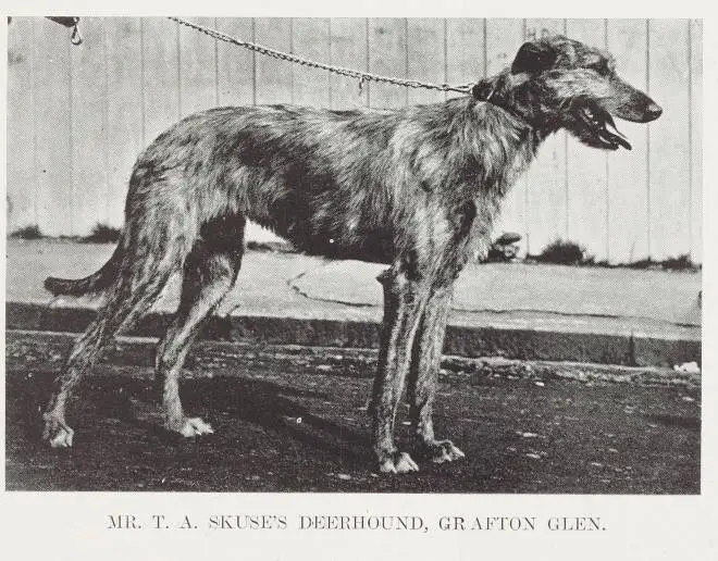 Mr T.A. Skuse's Deerhound, Grafton Glen