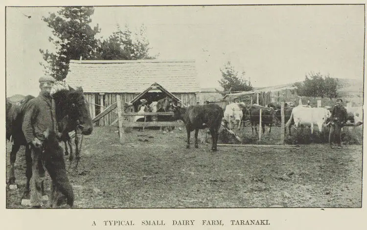 A typical small dairy farm, Taranaki
