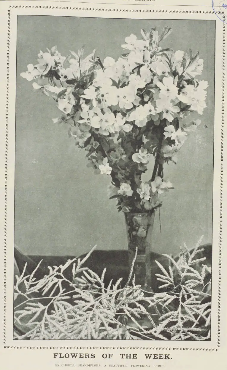 Flowers of the week. Exochorda Grandiflora, a beautiful flowering shrub