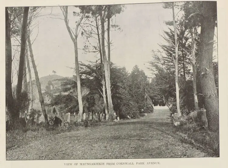 View of Maungakiekie from Cornwall Park Avenue