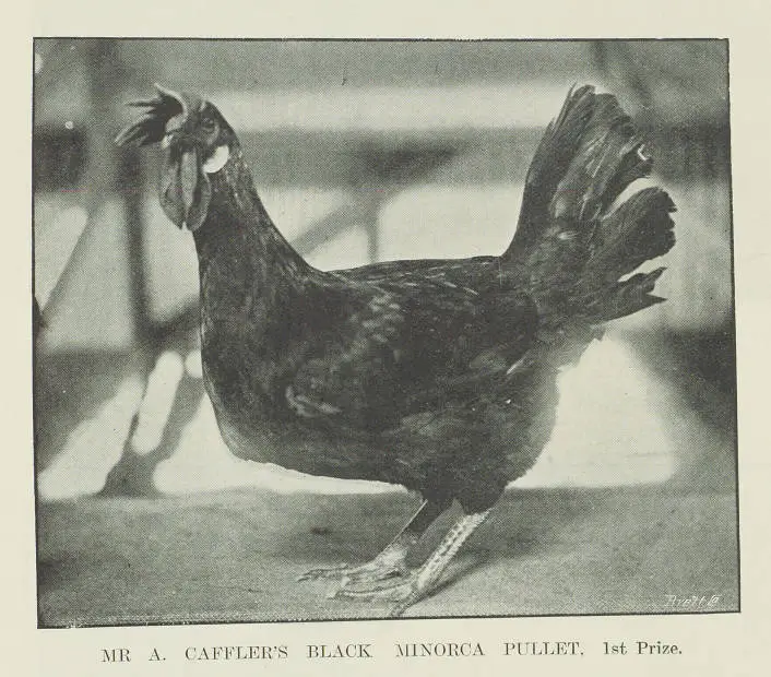 Mr A. Caffler's Black Minorca Pullet. 1st prize