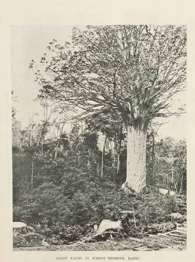 Giant Kauri in forest reserve, Kaihu