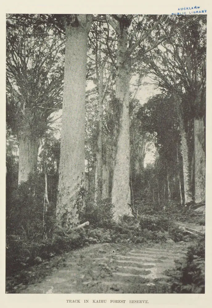 Track In Kaihu forest reserve