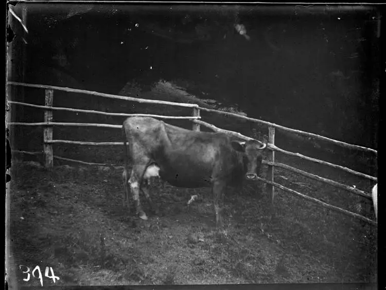 Cow in a paddock