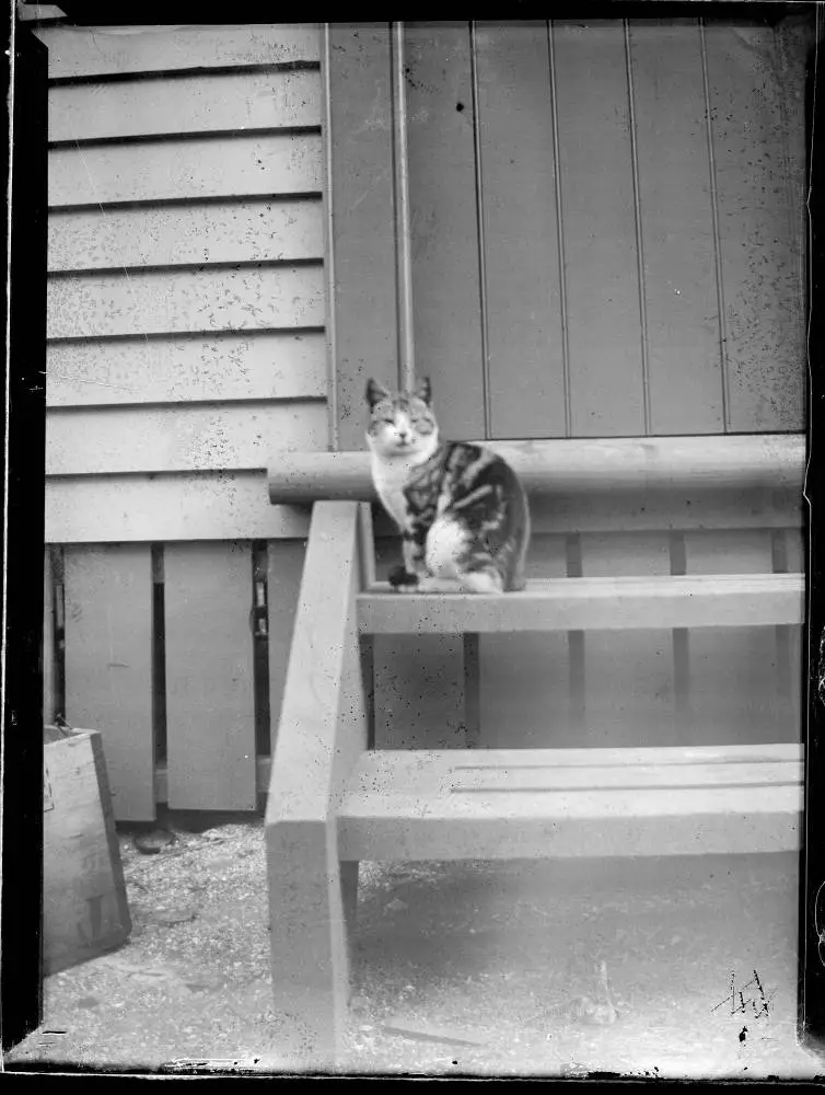 Cat on wooden steps