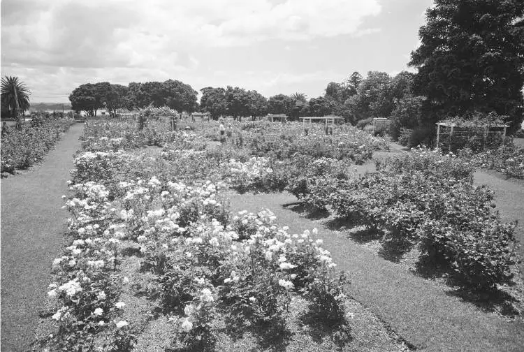 Parnell Rose Gardens, Gladstone Road, 1964