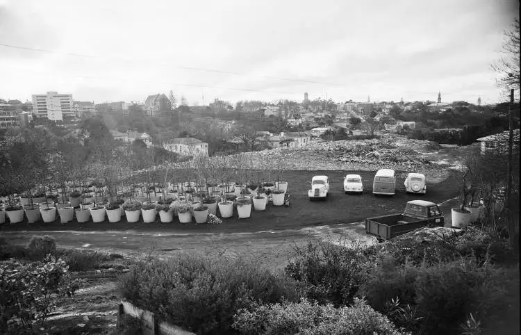 Auckland City Council Nursery, Kari Street, Parnell, 1964