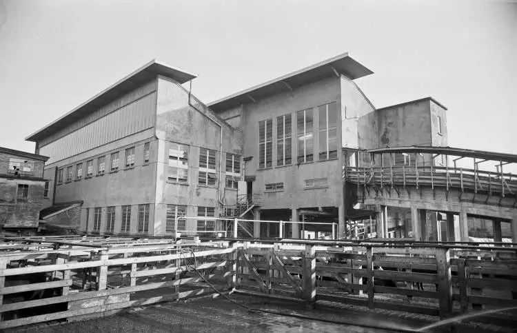 Auckland Municipal Abattoir, Westfield, 1964