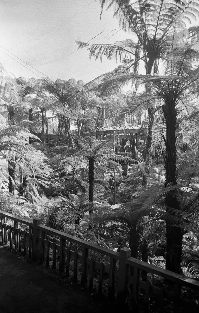 Fernery in the Auckland Domain, 1964