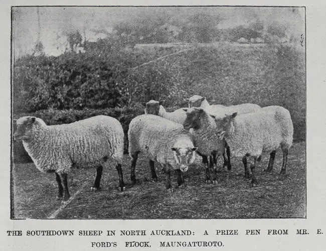 The Southdown sheep in North Auckland: A prize pen from Mr E Ford's flock. Maungaturoto