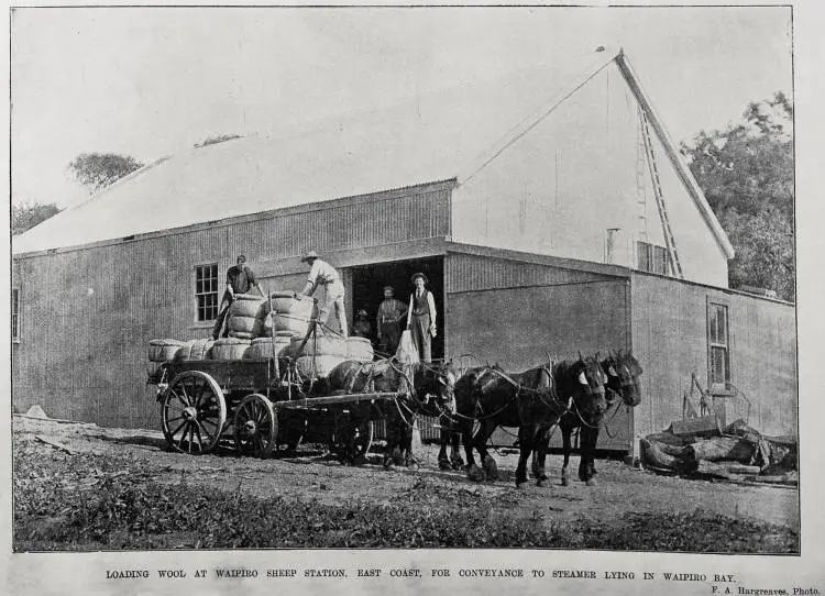 Loading wool at Waipiro sheep station, East Coast, for conveyance to steamer lying in Waipiro Bay