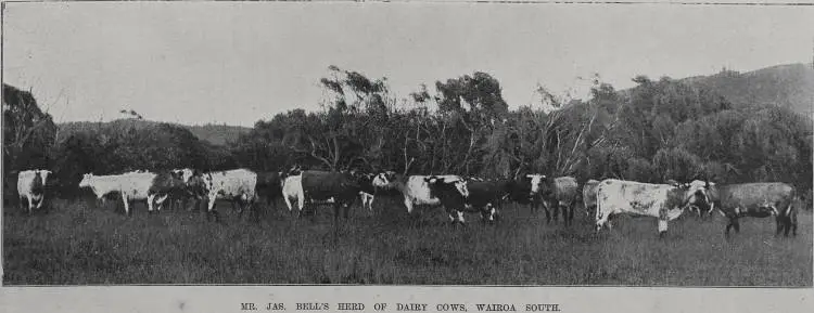 Mr Jas Bell's herd of dairy cows, Wairoa South