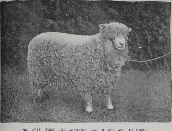 Lord Bobs, first and champion ram of any age to shear