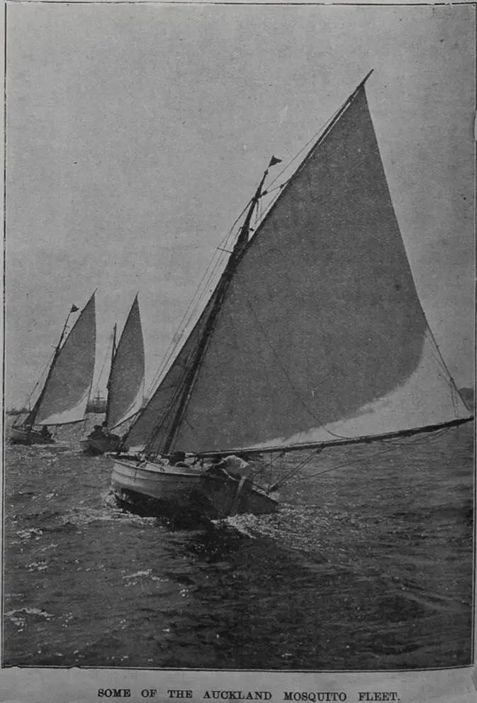 Some of the Auckland mosquito fleet